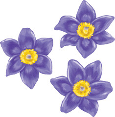 Pasque Flower Botanical Painting