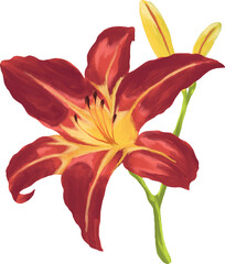 Day Lily Botanical Painting