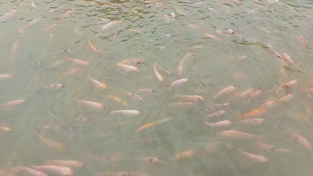 many fish swimming together in a pond. Natural aquaculture scene with fish moving under the water surface, creating gentle ripples. Ideal for themes related to aquaculture, fish farming, nature, fresh