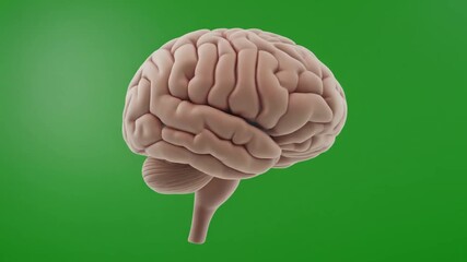 A detailed 3D rendering of a human brain against a vibrant green background