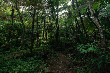 Lush Green Jungle Trail near Waterfall in Chiang Mai, Thailand