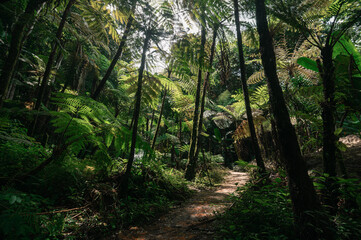 Serene Waterfall Amidst Lush Jungle in Chiang Mai Region