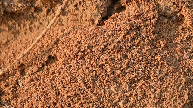 Many Fire ants or red ants in the nest. Fire ants&nbsp;are several species of&nbsp;ants&nbsp;in the&nbsp;genus&nbsp;Solenopsis. A macro shot of wild red fire ants in their desert anthill.