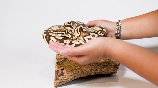 Hands Gently Handling Ball Python on Wooden Perch