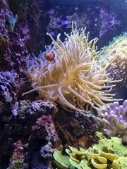 Obraz premium coral reef with fish