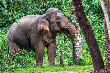 Fototapeta premium Elephants are the largest land animals, possessing long trunks, large ears, big legs, and thick yet delicate skin. Their trunks are used for breathing and for grasping food.
