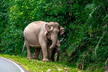 Naklejka premium Elephants are the largest land animals, possessing long trunks, large ears, big legs, and thick yet delicate skin. Their trunks are used for breathing and for grasping food.