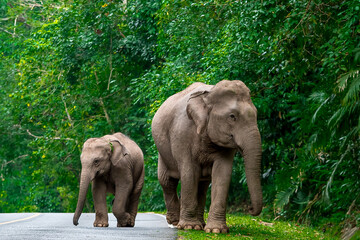 Elephants are the largest land animals, possessing long trunks, large ears, big legs, and thick yet delicate skin.  © Pluto Mc