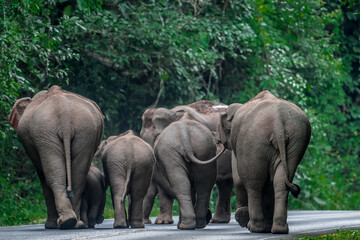 Fototapeta premium Elephants are the largest land animals, possessing long trunks, large ears, big legs, and thick yet delicate skin. 