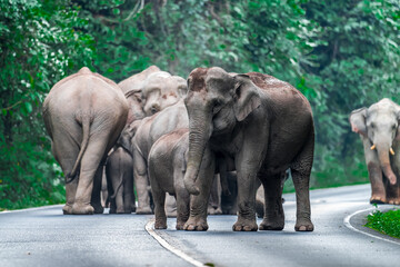 Obraz premium Elephants are the largest land animals, possessing long trunks, large ears, big legs, and thick yet delicate skin. 