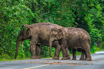 Fototapeta premium Elephants are the largest land animals, possessing long trunks, large ears, big legs, and thick yet delicate skin. 