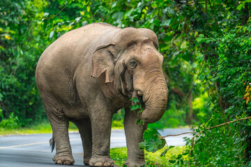 Naklejka premium Elephants are the largest land animals, possessing long trunks, large ears, big legs, and thick yet delicate skin. 