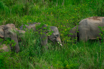 Elephants are the largest land animals, possessing long trunks, large ears, big legs, and thick yet delicate skin. 