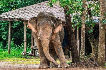 Elephants are the largest land animals, possessing long trunks, large ears, big legs, and thick yet delicate skin. Their trunks are used for breathing and for grasping food.