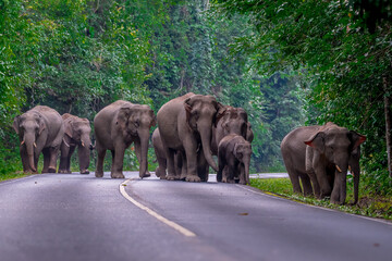 Elephants are the largest land animals, possessing long trunks, large ears, big legs, and thick yet delicate skin. Their trunks are used for breathing and for grasping food.