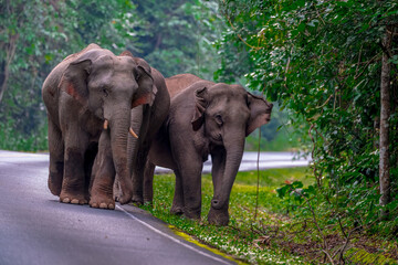 Fototapeta premium Elephants are the largest land animals, possessing long trunks, large ears, big legs, and thick yet delicate skin. Their trunks are used for breathing and for grasping food.