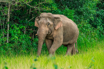 Obraz premium Elephants are the largest land animals, possessing long trunks, large ears, big legs, and thick yet delicate skin. Their trunks are used for breathing and for grasping food. 