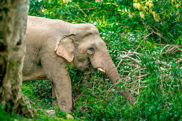 Naklejka premium Elephants are the largest land animals, possessing long trunks, large ears, big legs, and thick yet delicate skin. Their trunks are used for breathing and for grasping food. 