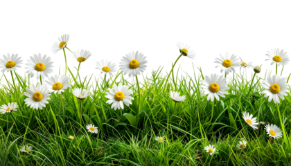 Field of daisies blooming among lush green grass against a stark black background