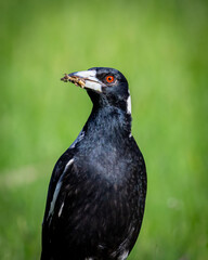 black and white magpie in green grass field with bug in its beak
