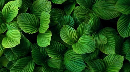 Close-up of lush, vibrant green leaves with prominent veins, creating a dense, textured botanical background