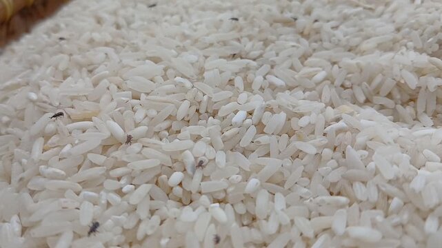 many live rice weevils moving. rice weevils. white rice background.