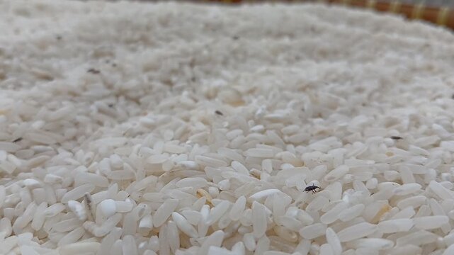 many live rice weevils moving. rice weevils. white rice background.