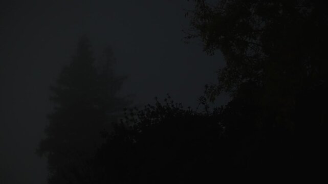 Tree silhouettes in the night fog barely visible against the dim sky create an atmosphere of uneasy silence and mystery