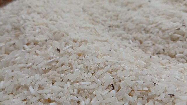 many live rice weevils moving. rice weevils. white rice background.