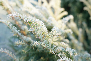 Frost-covered yew branches in winter cold
