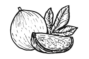 Passionfruit vector food sketch. Exotic fruit, summer botanical drawing, vintage engraved style, isolated on white.