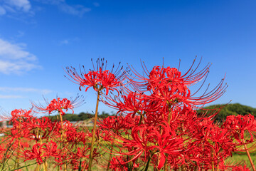 彼岸花咲く里の秋景色　愛知県半田市