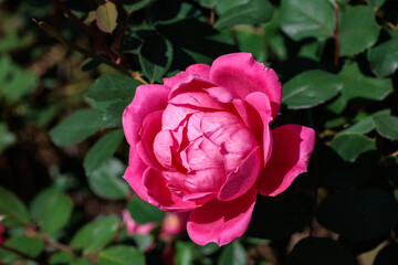 Beautiful pink double knockout flowers blooming in the garden.