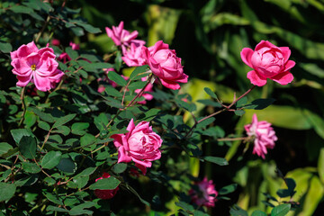 Beautiful pink double knockout flowers blooming in the garden.