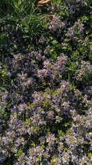 Obraz premium Vibrant purple flowers in lush garden
