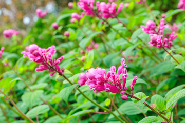 Close-up of Salvia involuculata flowers blooming in an autumn garden.