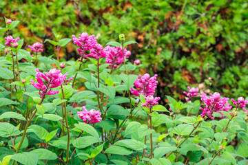 Obraz premium Salvia involuculata flowers blooming in the autumn garden. 
