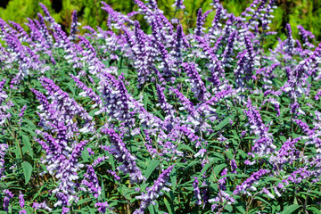 Obraz premium Close-up of fair pink flowers of Salvia leucantha ferpink blooming beautifully in an autumn garden.