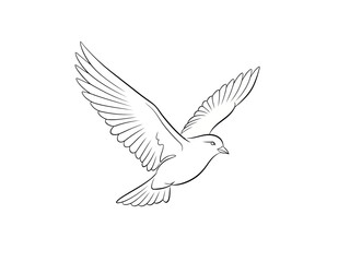 Fototapeta premium White dove flying with wings spread out
