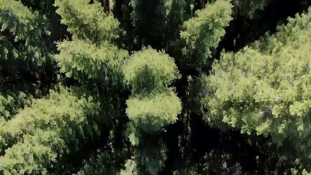 Top down aerial view of green pine forest tree texture