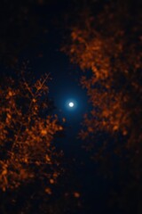 Moonlit night through autumn trees