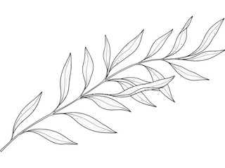 Naklejka premium A delicate line drawing of a leafy branch with multiple leaves extending from a central stem