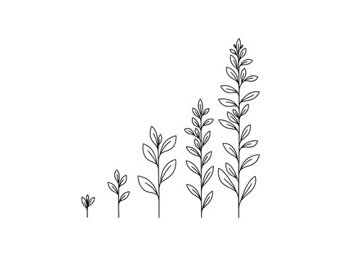 Black and white illustration of growing plants with increasing height and complexity