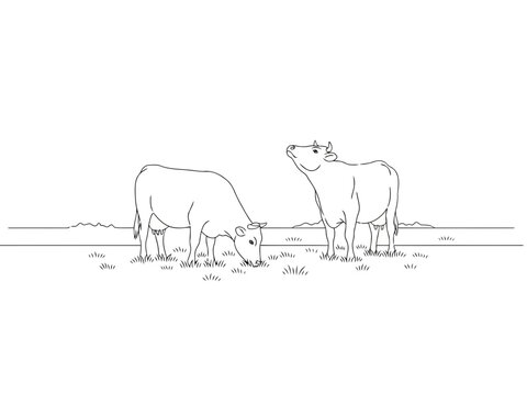 Black and white line drawing of two cows and a calf grazing in a field