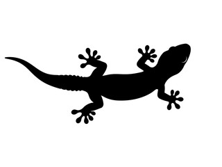 Fototapeta premium Black silhouette of a gecko lizard standing on a
