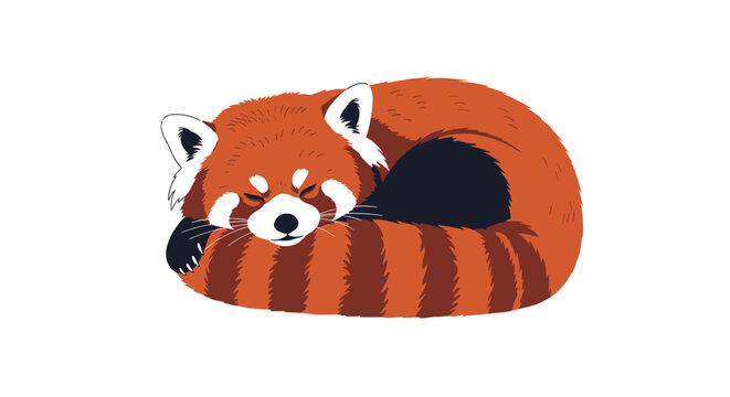 Adorable illustration of a cute red panda curled up in a ball and sleeping peacefully, isolated on a white background.