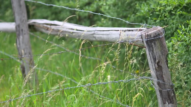 Ancient Barbed Wire Fence from World War Two European Theater