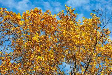 The view of the yellow leaves of the tulip tree shining against the blue autumn sky.