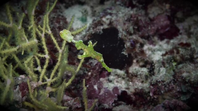 Ghost pipe fish