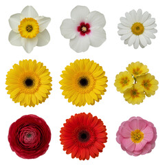 Collection of vibrant and diverse colorful flowers with isolated transparent background